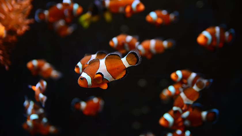 Come imballare un acquario